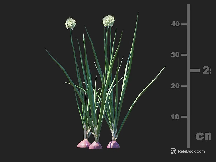 Crop Plant With Green Leaves White Flowers And Purple Roots Height Measurement In Cm 3d model 