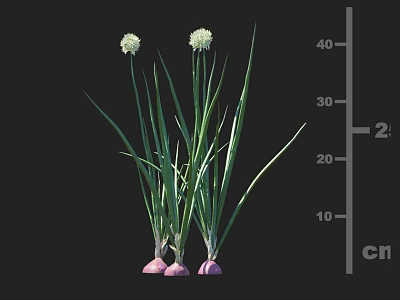 Crop Plant With Green Leaves White Flowers And Purple Roots Height Measurement In Cm 3d model