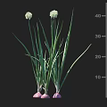 Crop Plant With Green Leaves White Flowers And Purple Roots Height Measurement In Cm