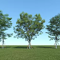 Three Trees With Support Structures On Green Grass Under Blue Sky 3d model