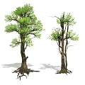 Two Green Trees With Lush Foliage Thick Trunks And Exposed Roots 3d model