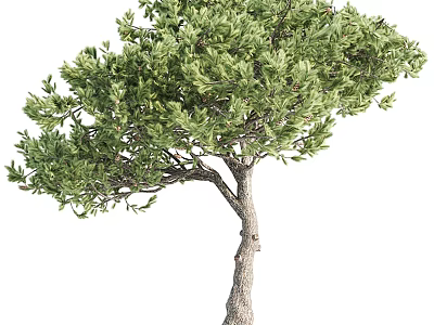 Arbor with Lush Green Foliage Sturdy Trunk and Natural Evergreen Canopy 3d model
