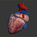 Human Chest Organ 3D Model of Heart With Red Pink Blue Vessels and Anatomical Structure