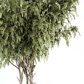 Bonsai Potted Plant With Lush Green Foliage And Multiple Trunks In White Planter