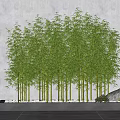 Tall Green Bamboo Plants Growing In Stone Planter With White Pebbles And Gray Wall