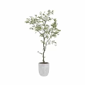 Decorative Indoor Tree in White Pot with Green Leaves and Brown Trunk