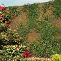 Vibrant Living Plant Wall With Red Green Foliage And Stone Border Design
