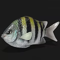 Beautiful Colorful Striped Tropical Fish with Vibrant Body Fins Tail and Exotic Details