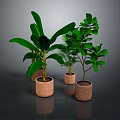 Various Green Potted Plants in Brown Pots Against Dark Background