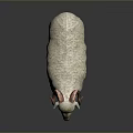 White Wool Sheep With Red Curved Horns Standing On Dark Background 3d model
