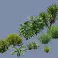 Various Types Of Green Shrubs With Different Leafy Plants And Decorative Bushes