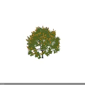 Blooming Tree With Green Leaves And Yellow Flowers Featuring Human Figure For Scale