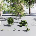 Natural Plant Combination With Various Trees Shrubs And Decorative Stones