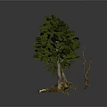 Different Types of Trees with Rocks and Moss at the Base on White Background