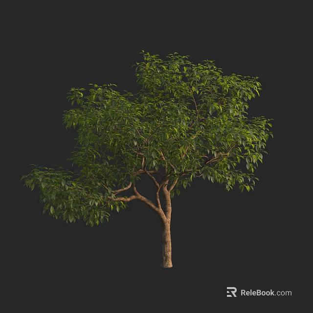 Lush Green Arbor With Thick Trunk And Dense Foliage On Black Background 3d model 