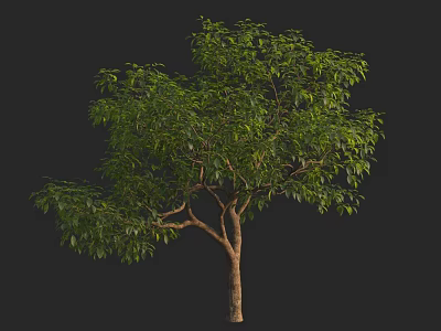 Lush Green Arbor With Thick Trunk And Dense Foliage On Black Background 3d model