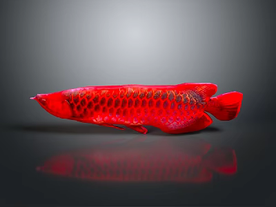ichthyosaur red dragon fish golden dragon fish dragon fish dinosaur whale cartoon whale mammal 3d model