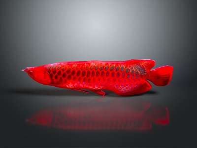 ichthyosaur red dragon fish golden dragon fish dragon fish dinosaur whale cartoon whale mammal 3d model