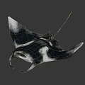 Black and White Manta Ray With Large Wings Swimming In Ocean Water
