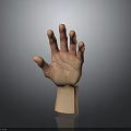 Realistic 3D Human Hand Model With Open Palm Detailed Texture And Reflection