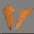 Yellow Autumn Leaves With Visible Veins On Light Background And Shadows