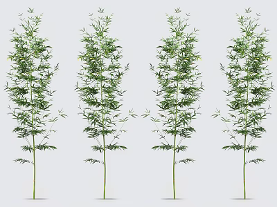 Four Fresh Bamboo Plants With Green Leaves And Slender Stems Neatly Arranged 3d model