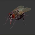 Fly with red compound eyes transparent wings black body on dark background with reflection