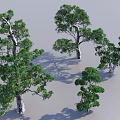 Tall And Medium Sized Arbor Trees With Lush Green Foliage And Natural Trunks