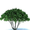 Lush Green Tree With Multiple Trunks And Dense Leafy Canopy 3d model