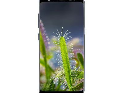 Smartphone High Quality Screen Showing Vivid Plant Image With Dew Drops 3d model