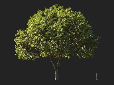 Lush Green Mature Arbor With Thick Sturdy Trunk And Human Figure For Scale 3d model