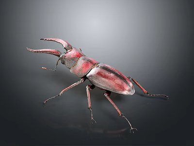 Detailed View of Red Brown Rhinoceros Beetle With Large Mandibles on Dark Background 3d model