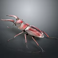 Detailed View of Red Brown Rhinoceros Beetle With Large Mandibles on Dark Background