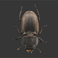 Close up view of shiny black stag beetle with large mandibles on dark background