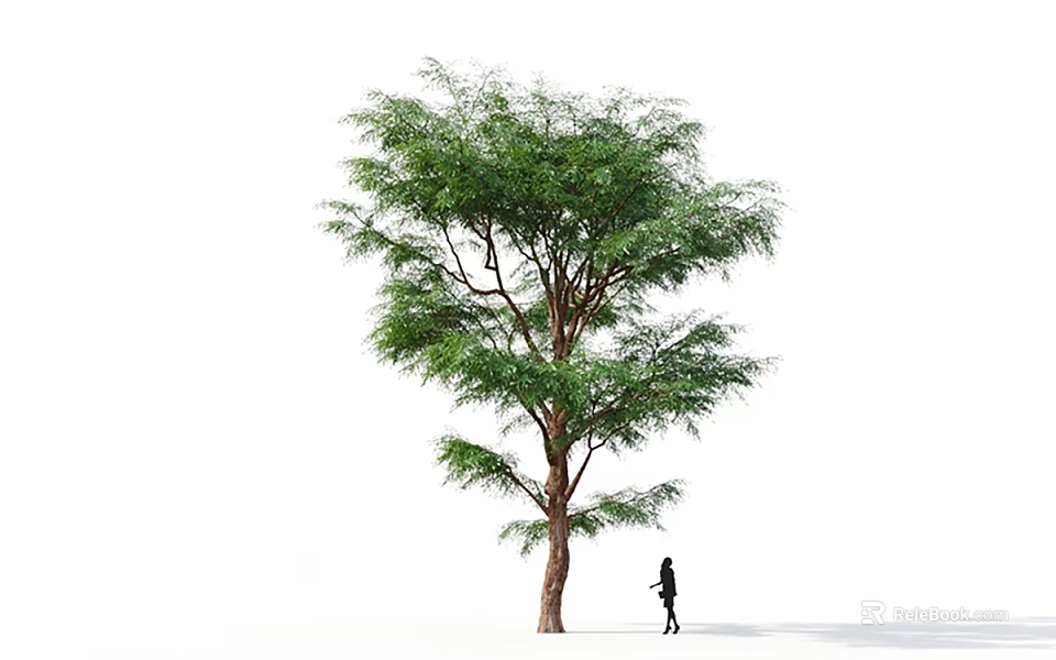 Tall Green Tree With Lush Foliage And Person Walking Silhouette On White Background 3d model 