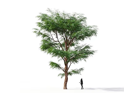 Tall Green Tree With Lush Foliage And Person Walking Silhouette On White Background 3d model