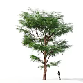 Tall Green Tree With Lush Foliage And Person Walking Silhouette On White Background