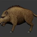 Realistic 3D Model Of Wild Boar With Brown Fur Sharp Tusks And Reflection