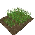 Vibrant Green Corn Plants Thriving In Garden Landscape With Nutrient Rich Soil