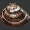 Colorful Striped Clam Shell Aquatic Animal With Shiny Surface And Natural Texture