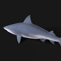 Realistic 3D Shark Model with Blue Gray Color and Dorsal Fin