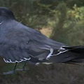 Black Feathered Seabird With Red Beak And White Eye Stripe Standing On Grassland