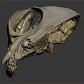 Detailed Animal Skull With White Skeletal Features And Sharp Teeth On Dark Background