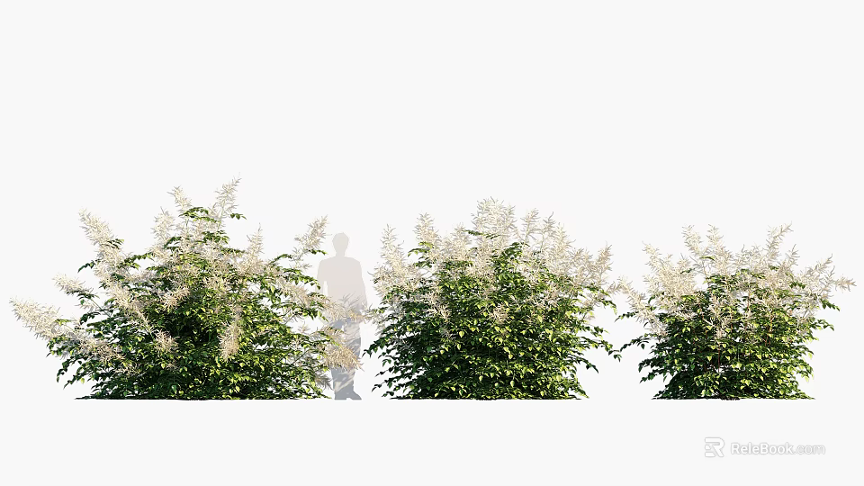 Lush Green Shrubs With White Small Flowers And Person Standing Among Them 3d model 