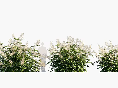 Lush Green Shrubs With White Small Flowers And Person Standing Among Them 3d model