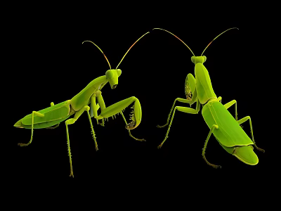 Two Green Mantises in Natural Pose with Detailed Body Features on Black Background 3d model
