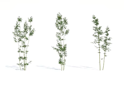 Three Bamboo Plants With Various Heights And Lush Green Foliage 3d model