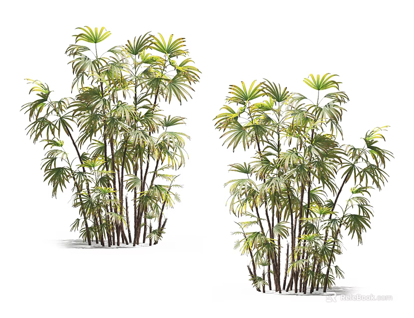 Lush Green Arbor Trees With Clustered Trunks And Feathery Leaves For Landscaping 3d model 