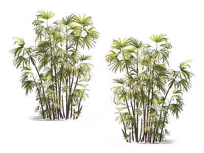 Lush Green Arbor Trees With Clustered Trunks And Feathery Leaves For Landscaping 3d model