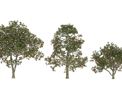 Three Arbor Trees With Lush Green Foliage And Various Sizes In Natural Form 3d model